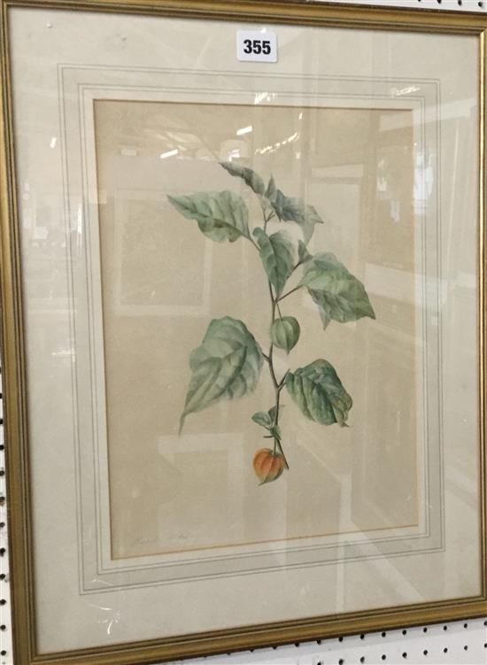 3 botanical watercolours(-)